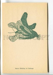 484103 Chinese painting Insect Nibbing at Cabbage Old silhouette folk print