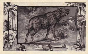 The Hyena Africa Animal - Copyright 1909 M J Mintz of Chicago - DB