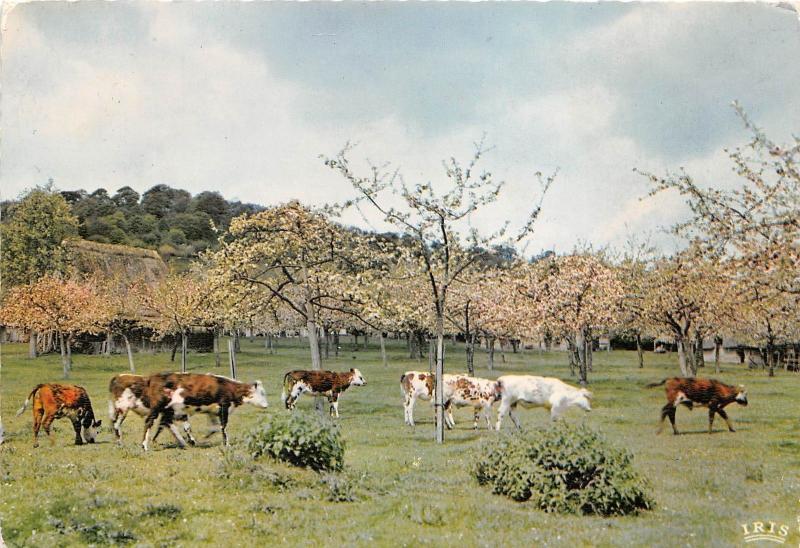 BF38554 paturage normand france  cow vache animal animaux