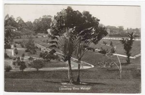 Traveling Tree Malaya Malaysia RPPC real photo postcard