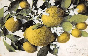 Cluster of lemons Food Product 1907 