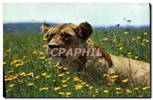 Modern Postcard Lioness resting Lion