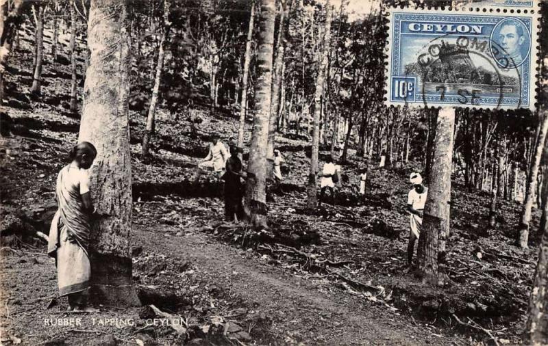 Somewhere in Ceylon view of woman rubber tapping real photo pc Y14664