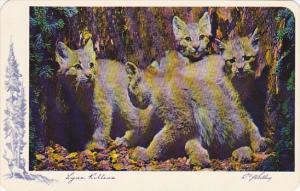Canada Lynx Kittens Rocky Mountains British Clumbia