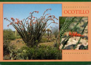 Cactus Ocotillo With Red Blossoms