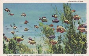 Florida Silver Springs Feeding Fishes' Paradise A Scene Through Glass Bottom ...