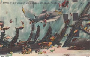 Marineland , Florida , 1930-40s ; Shark