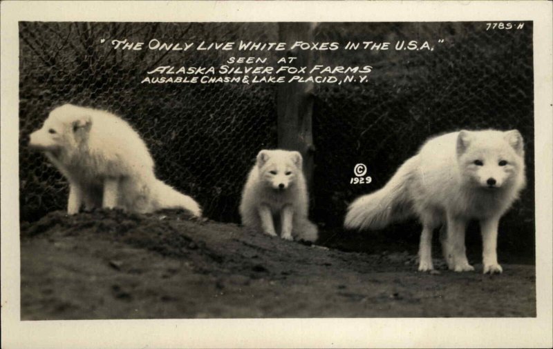 Lake Placid NY Alaska Silver Fox Farms White Foxes Vintage Real Photo Postcard