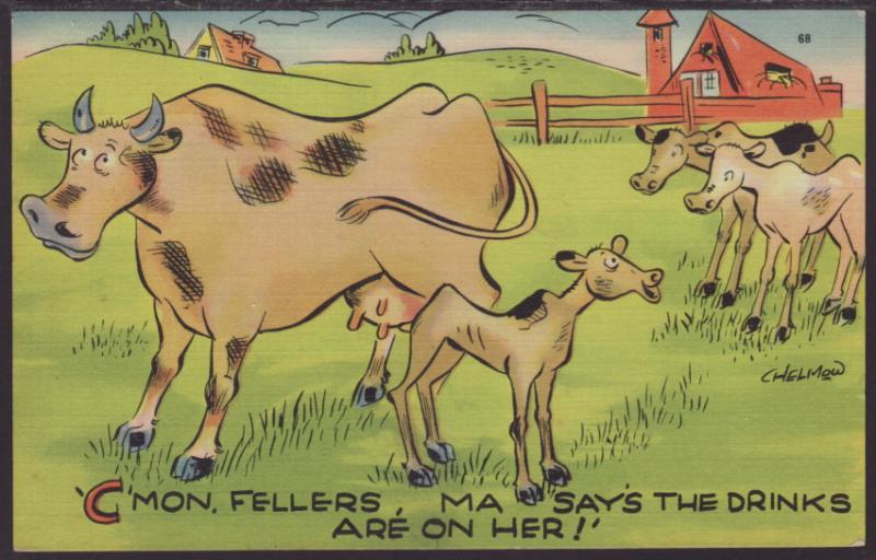 C'Mon Fellers,Ma... Cow,Comic Postcard