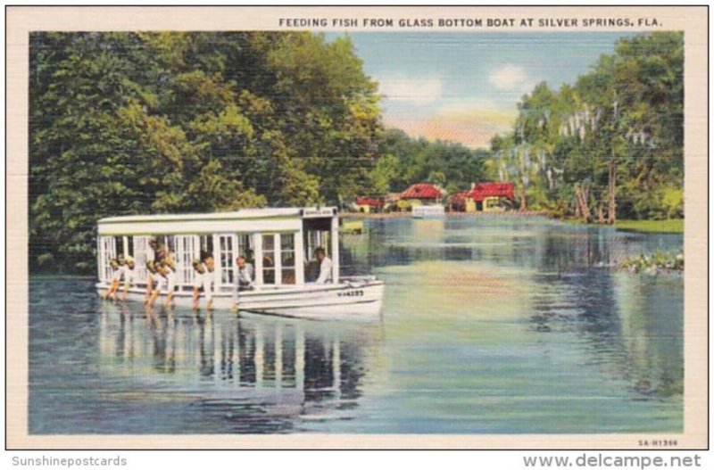 Florida Silver Springs Feeding Fish From Glass Bottom Boat Curteich
