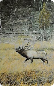 Bugling Bull Elk  