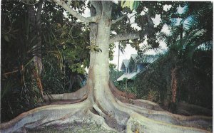 Moreton Bay Fig Growing in Ft Meyers Florida on Edison Estate