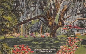 The Oriental Gardens Jacksonville, Florida  