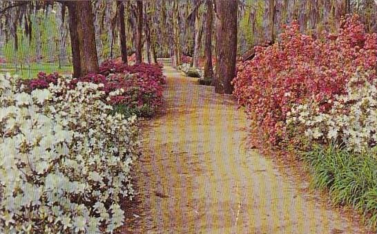 Walkway In Edisto Gardens Orangeburg South Carolina 1971