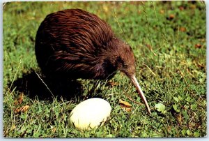 M-48853 Kiwi and Egg New Zealand