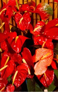 Hawaii Flowers Red Anthurium