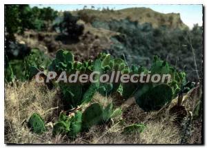 Postcard Modern Roussillon The Exotic Plant