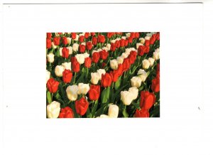 Bright White, Tulips, Red and White Flowers