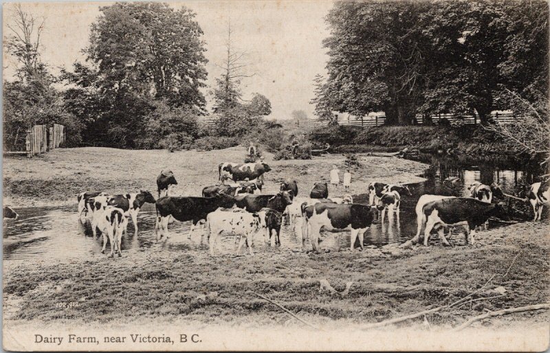 Dairy Farm near Victoria BC Vancouver Island Cattle Cows Unused Postcard G7