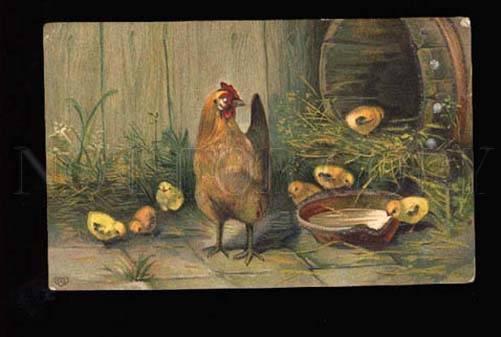 3001747 HEN w/ Little CHICKENS vintage Embossed Color PC