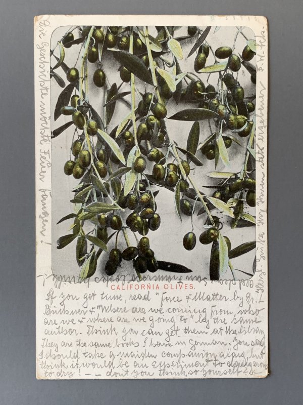 California Olives CA Litho Postcard A1147083447