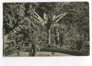 258183 GEORGIA Tiflis Botanical Garden Vintage #550 RPPC