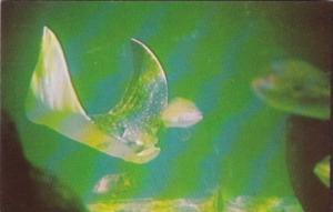 Spotted Whip Ray Marine Studios St Augustine Florida