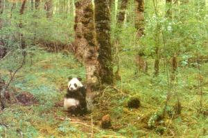 Giant Panda Bear in China