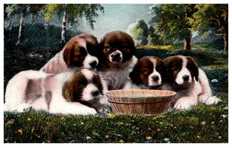 Dog , Puppies Saint Bernard