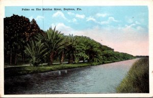 Florida Daytona Palms Along The Halifax River