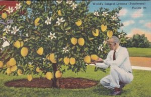 Florida Trees World's Largest Lemons Ponderosa Grown By Marshall E Schoe...