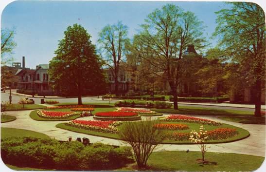 The Tulips of Plymouth Park, Rochester, New York - pm 1959