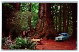 Eureka California CA Postcard Everlasting Giant Redwoods Classic Car Trees 1958