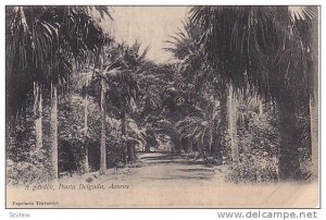 Garden , Ponta Delgada , Azores , Portugal , 00-10s