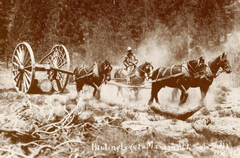 CA - Mammoth. Hauling Logs, circa 1919 (Reproduction)