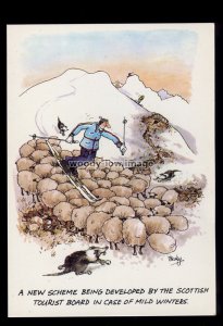 BES035 - Skiing on the backs of sheep , Scotland - Besley comic postcard