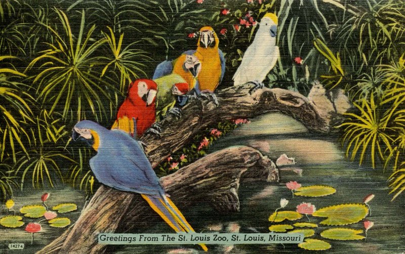 Macaws and Cockatoo