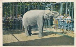 Sally II Elephant at Seneca Park Zoo - Rochester, New York - pm 1933 - WB