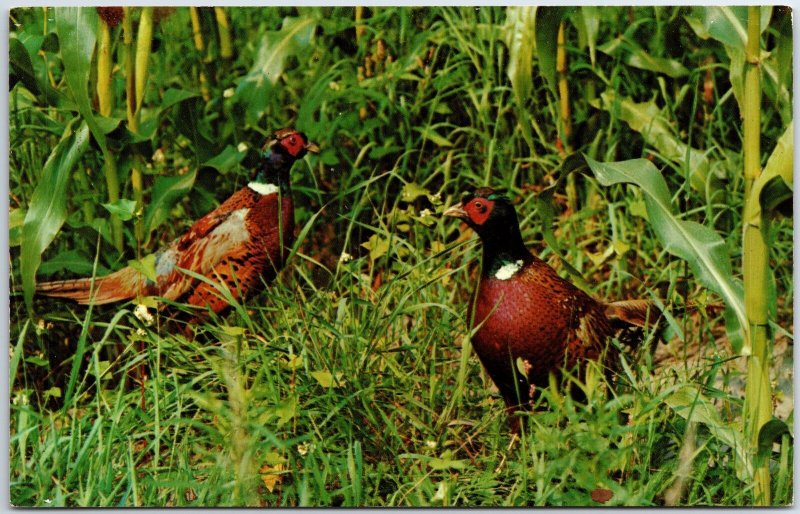 VINTAGE POSTCARD PAIR OF RING-NECKED PHEASANTS GAMEBIRDS GREETINGS FROM VALMY NV