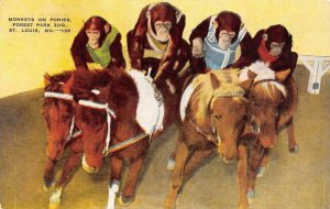 ST LOUIS, Missouri MO   MONKEYS ON PONIES~Forest Park Zoo  1949 Animal Postcard