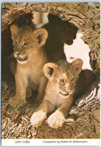 M-45974 Lion Cubs Leo Lion Country Safari Loxahatchee Florida