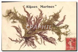 Old Postcard Fantasy Flowers dried Seaweed