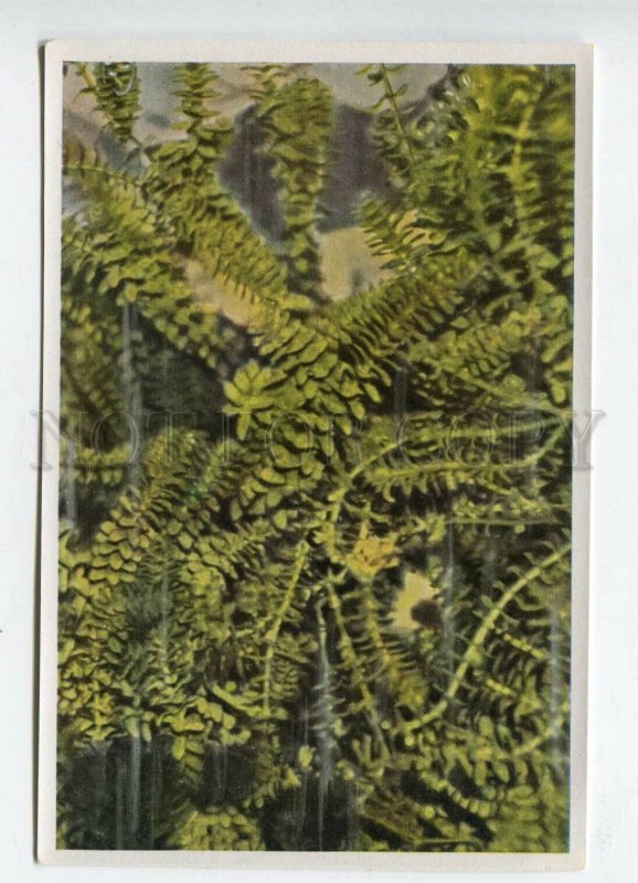 427978 Flower Helodea candensis Vintage Sammelwerk Tobacco Card w/ ADVERTISING