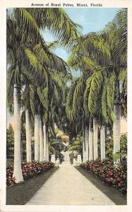 Avenue of Royal Palms Miami FL