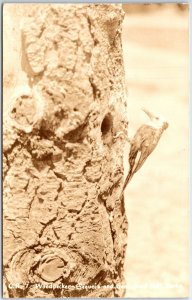 VINTAGE POSTCARD WOODPECKER BIRD AT SEQUOIA NATIONAL PARK c. 1920s REAL PHOTO