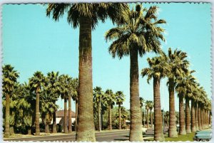 c1970s Phoenix, AZ Central Ave. Street Scene Palm Trees Cars 4x6 Chrome PC M10