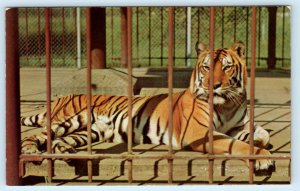 LOUISIANA STATE UNIVERSITY, Baton Rouge~ Bengal Tiger MIKE Mascot 1960s Postcard