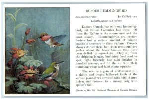 c1910's Rufous Hummingbird Le Colibri Roux Eastern Canada Animals Postcard