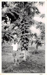 Papaya Tree with Fruit Philippines Unused 