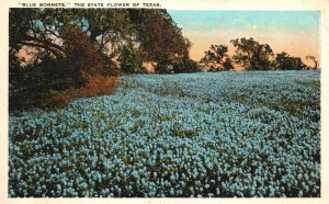 Vintage Postcard 1930's Bluebonnets The State Flower of Texas Springtime Scene
